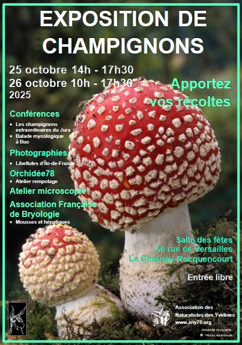 Affiche de l'ANY Champignons